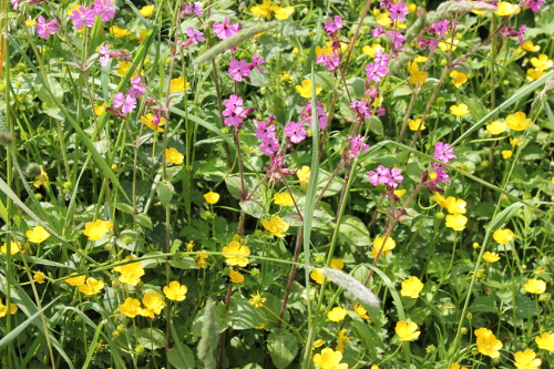 Begrenzing van het Natuurnetwerk Nederland