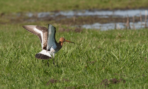 Agrarisch natuurbeheer 2016