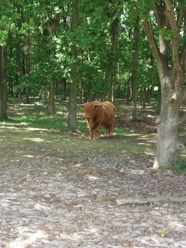 Redacteur beheerplannen Staatsbosbeheer