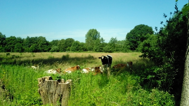 Optimalisatie regelingen Coördinatiepunt landschapsbeheer Brabants Landschap